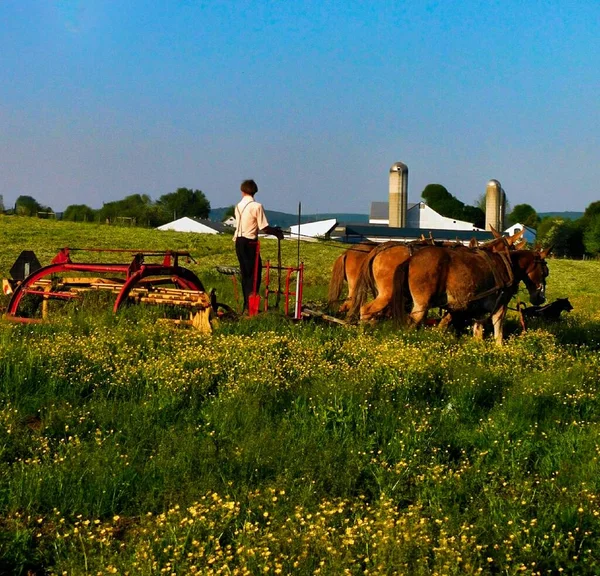 Joven Hombre Amish Utiliza Cortador Césped Mecánico Para Cortar Hierba Fotos de stock libres de derechos