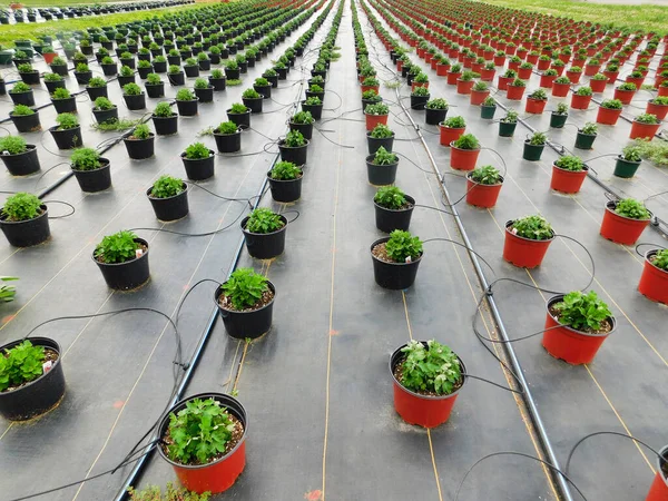 Largas Filas Plantas Jóvenes Flores Mamá Para Venta Temporada Otoño Imagen de archivo