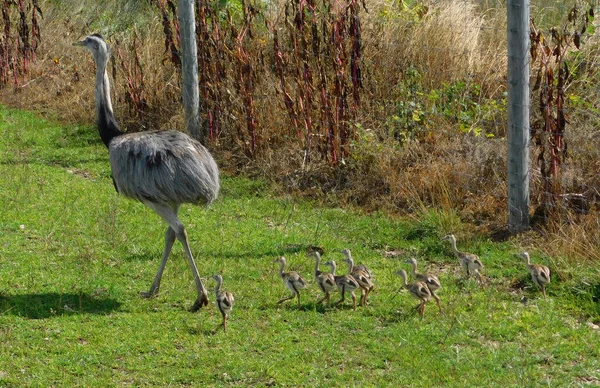 Macho Emu Con Sus Polluelos Bebé Lago Tobías Wildlife Park Imágenes de stock libres de derechos