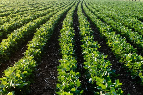 Vue Bas Des Rangées Soja Haricots Aube — Photo