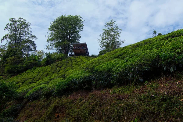 Vista Del Paisaje Acantilado Plantación Con Efecto Enfoque Suave Debido — Foto de Stock