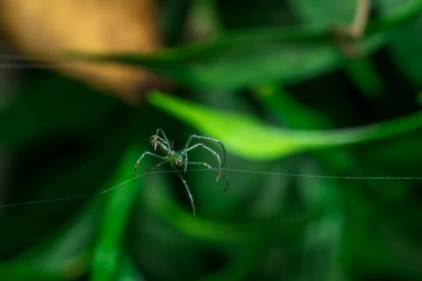 A tiny green spider is creating its web