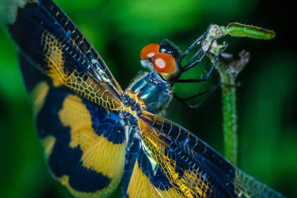 Makroaufnahme Einer Libelle Mit Selektiver Fokussierung Auf Ihre Kopfflügel Und — Stockfoto