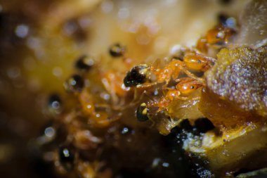 Bir grup firavun karınca yiyecek bulmak için etrafta dolaşıyorlar.