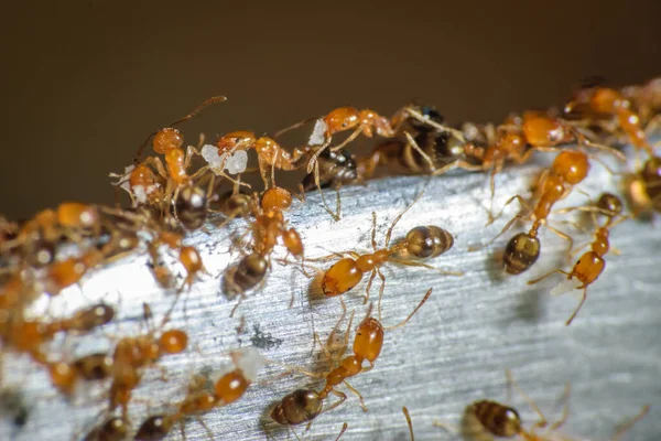 Bir Grup Firavun Karınca Yiyecek Bulmak Için Etrafta Dolaşıyorlar — Stok fotoğraf