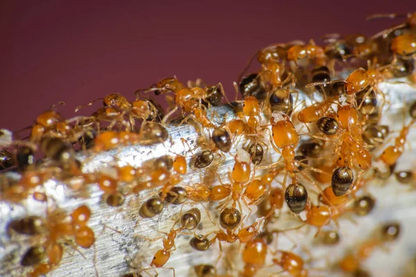 食物のために歩き回るファラオの蟻のグループ — ストック写真