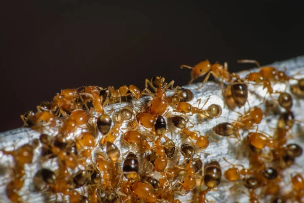 파라오 개미들 먹이를 돌아다니고 스톡 사진