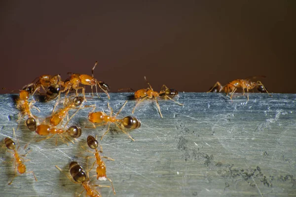 파라오 개미들 먹이를 돌아다니고 스톡 사진