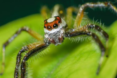 Yeşil bir yaprağın üzerinde oturan zıplayan bir örümceğin makro fotoğrafını çek.