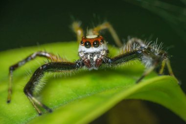 Yeşil bir yaprağın üzerinde oturan zıplayan bir örümceğin makro fotoğrafını çek.