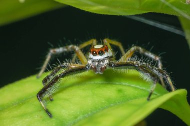 Yeşil bir yaprağın üzerinde oturan zıplayan bir örümceğin makro fotoğrafını çek.