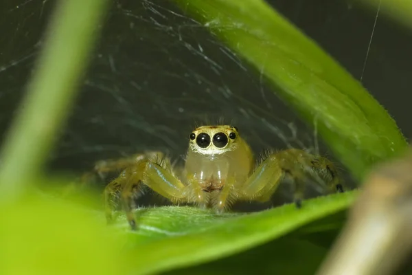 Ultra Makroaufnahme Einer Gelben Springenden Spinne Mit Netzen Hintergrund Auf — Stockfoto