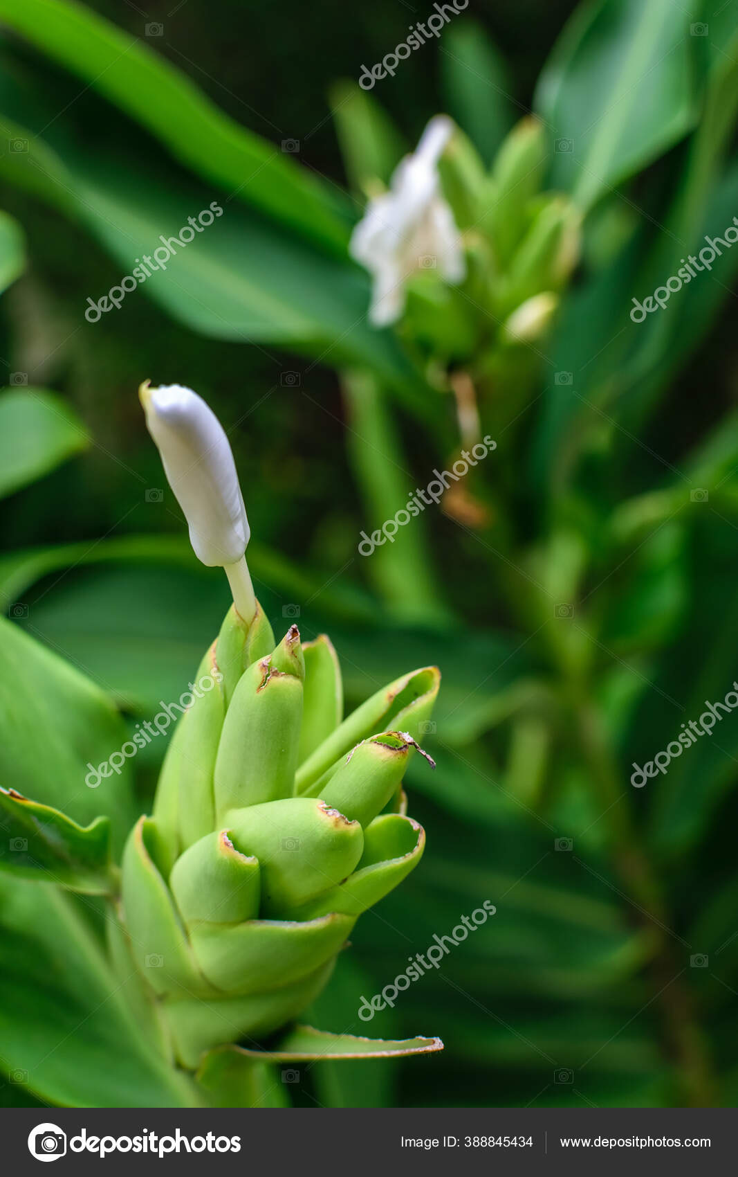 Rajnigandha Stok Foto Rajnigandha Gambar Bebas Royalti Depositphotos