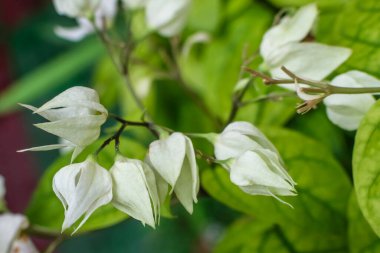 Beyaz kanayan kalp çiçekleri seçici odaklanmış ve arka planda yeşil yapraklar var.