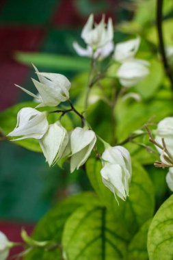 Beyaz kanayan kalp çiçekleri seçici bir şekilde arka planda yeşil yapraklarla odaklanıyor. Dikey görünüm