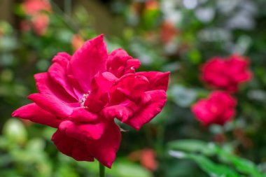 Arka planda çoklu kırmızı güller olan izole bir kırmızı gül