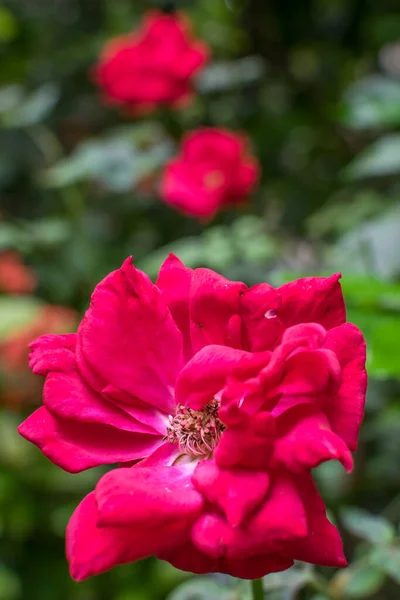 Isolated Red Rose Focus Multiple Red Roses Background Portrait Shot — Stock Photo, Image