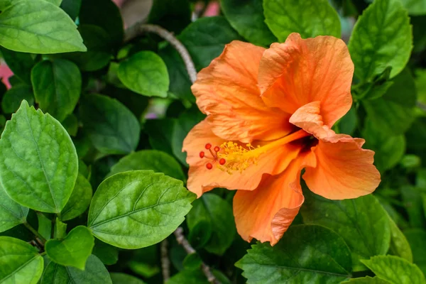 Изолированный Оранжевый Цветок Розы Фарфора — стоковое фото