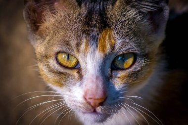 Gözlerine özenle odaklanmış bir kedinin yüzünü yakından çek.