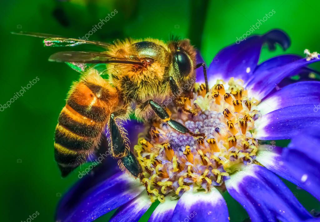 A honey bee is extracting nectar from flower. Closeup shot