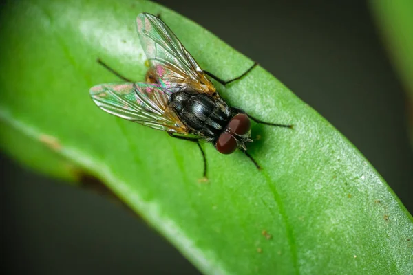 Mosca Doméstica Aislada Sentada Sobre Una Hoja Verde —  Fotos de Stock