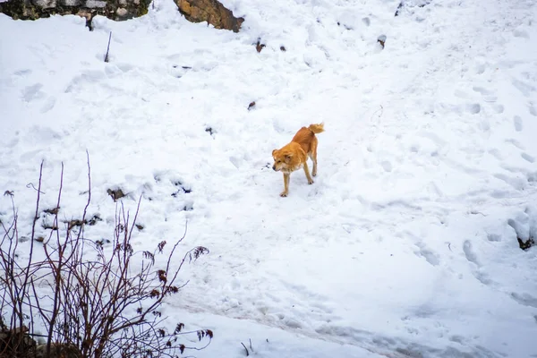 A Himalayan dog walking on snow