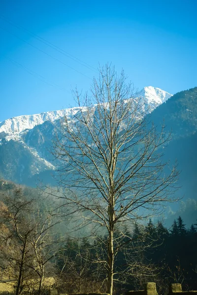 Ένα Δέντρο Χωρίς Φύλλα Χιονισμένο Βουνό Στο Βάθος — Φωτογραφία Αρχείου