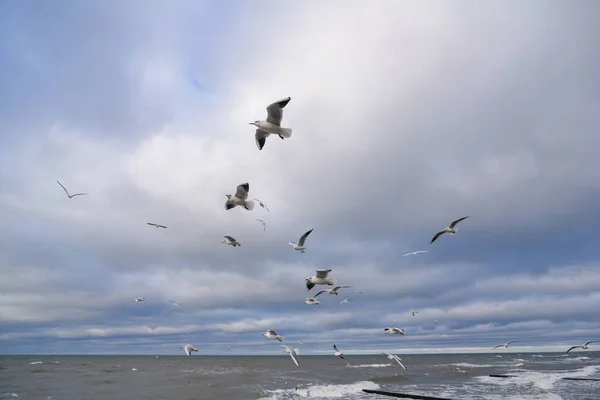 many gulls fly over the stormy sea