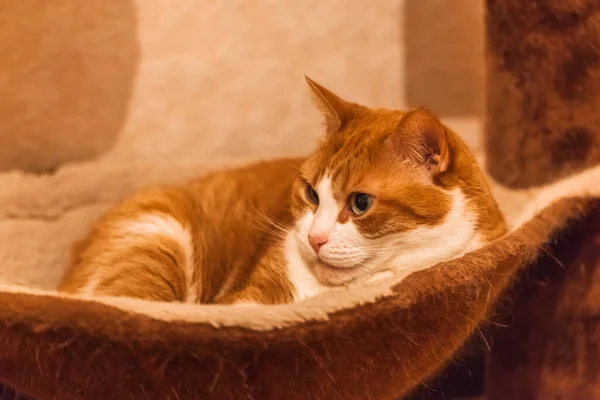 lazy ginger cat lies in a cat house