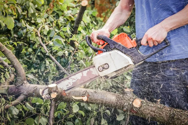 A man with a chainsaw sawing a tree fallen after a hurricane