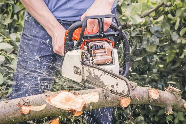 A man with a chainsaw sawing a tree fallen after a hurricane