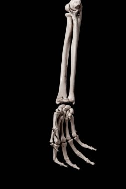 İnsan ön kolu iskelet anatomisi kemiği.