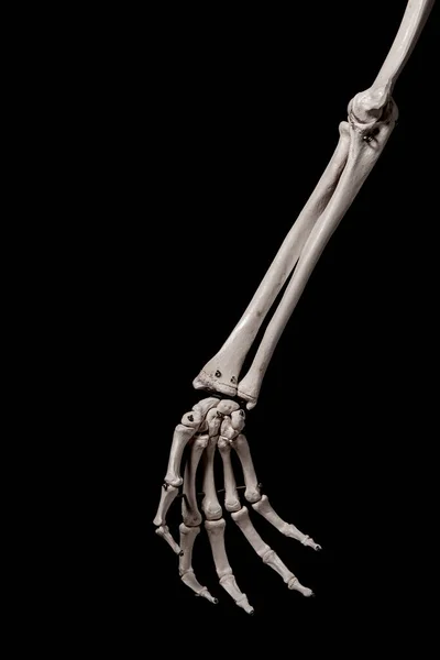 人类前臂骨骼解剖骨 — 图库照片