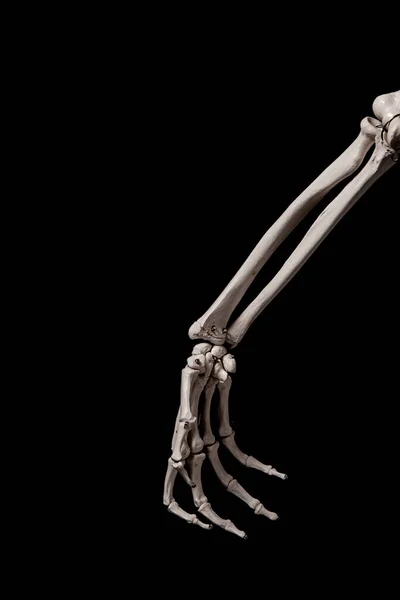 Mänskligt Underarmsskelett Anatomi Ben — Stockfoto