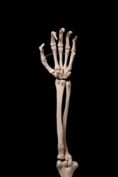 İnsan ön kolu iskelet anatomisi kemiği.