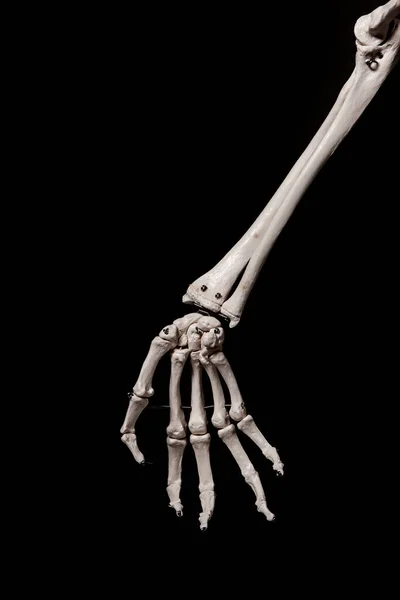 İnsan ön kolu iskelet anatomisi kemiği.