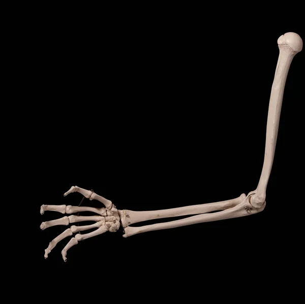 Menselijk Onderarm Skelet Anatomie Bot — Stockfoto