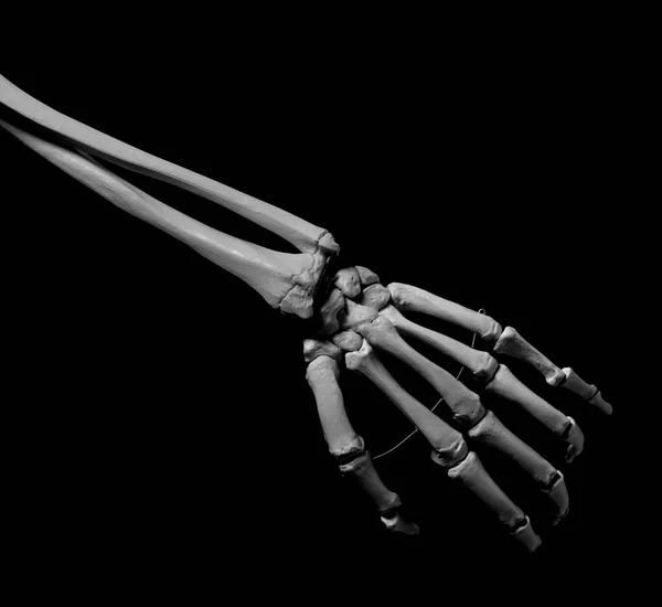 İnsan ön kolu iskelet anatomisi kemiği.