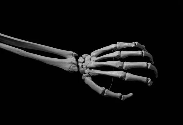 İnsan ön kolu iskelet anatomisi kemiği.