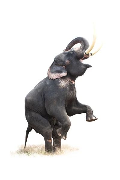 Thailändischer Elefant Action Show — Stockfoto