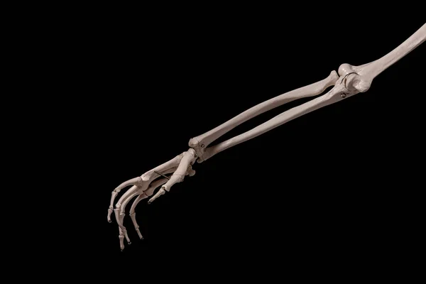 Menselijk Onderarm Skelet Anatomie Bot Stockfoto