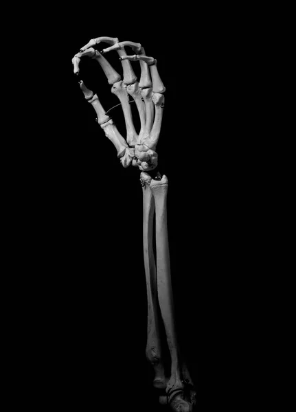 Menselijk Onderarm Skelet Anatomie Bot Stockafbeelding