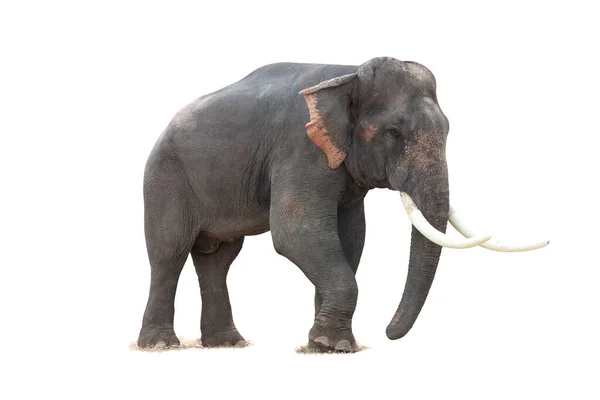 Thai Elefant Aktion Visar Stockbild