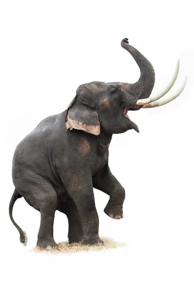 Thai Elefant Aktion Visar Stockfoto
