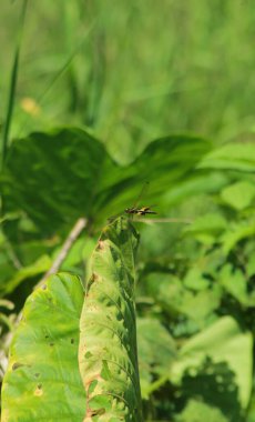 Yusufçuklar Sabah Günışığının tadını çıkarın