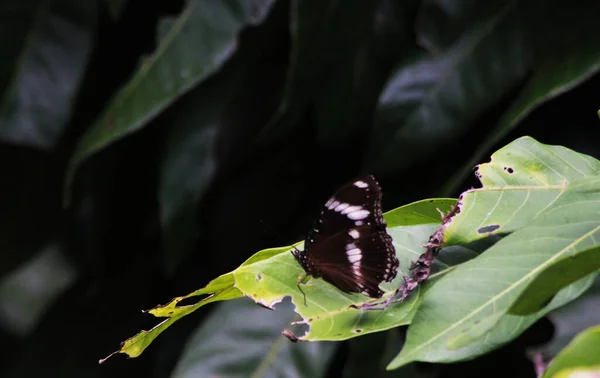 Uma Borboleta Empoleirada Uma Folha — Fotografia de Stock