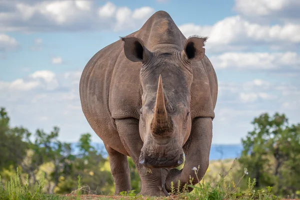 南非韦尔盖文登野生动物保护区白色犀牛 Ceratotherium Simum 饮水的肖像 — 图库照片