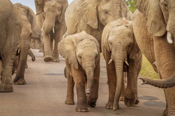 Immagine Ravvicinata Una Mandria Elefanti Loxodonta Africana Che Cammina Lungo — Foto Stock