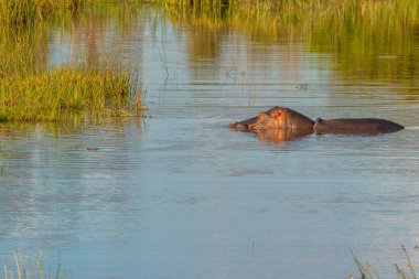 Günbatımında yaygın su aygırı (Hippopotamus amfibi), Welgevonden Oyun Rezervi, Güney Afrika.