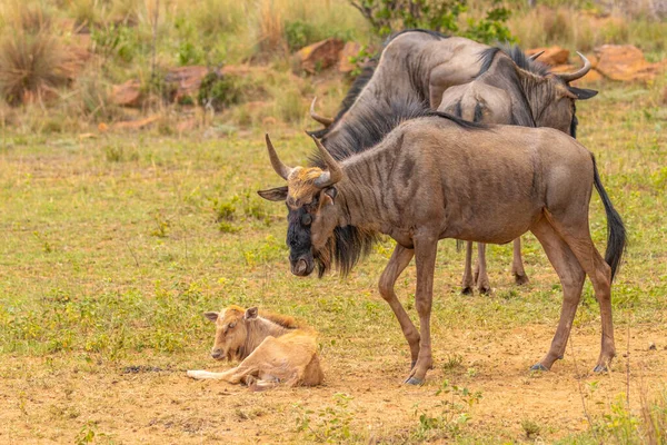 Ternero Recién Nacido Ñus Connochaetes Taurinus Con Madre Rebaño Welgevonden — Foto de Stock